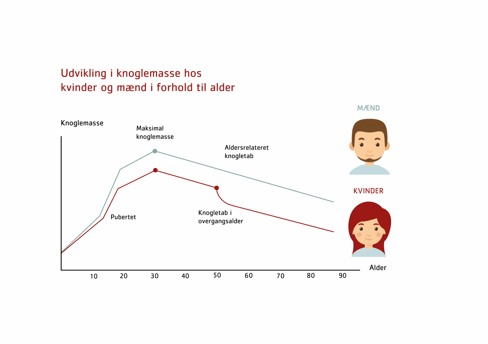 Udvikling i knoglemasse hos kvinder og mænd i forhold til alder - grafik - 2019 - plus unge